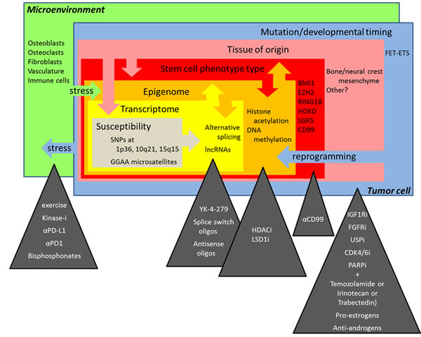 The multiple layers of complexity in Ewing sarcoma biology and novel treatment perspectives discussed at the &#x201c;Second Interdisciplinary Ewing Sarcoma Research Summit&#x201d;.