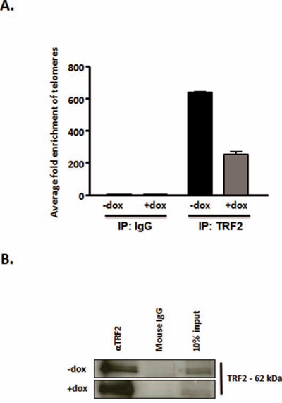 HMGA2 silencing reduces telomeric DNA bound to TRF2.