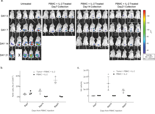 NK cells from whole PBMCs expand in the presence of tumor within the peritoneal cavity.