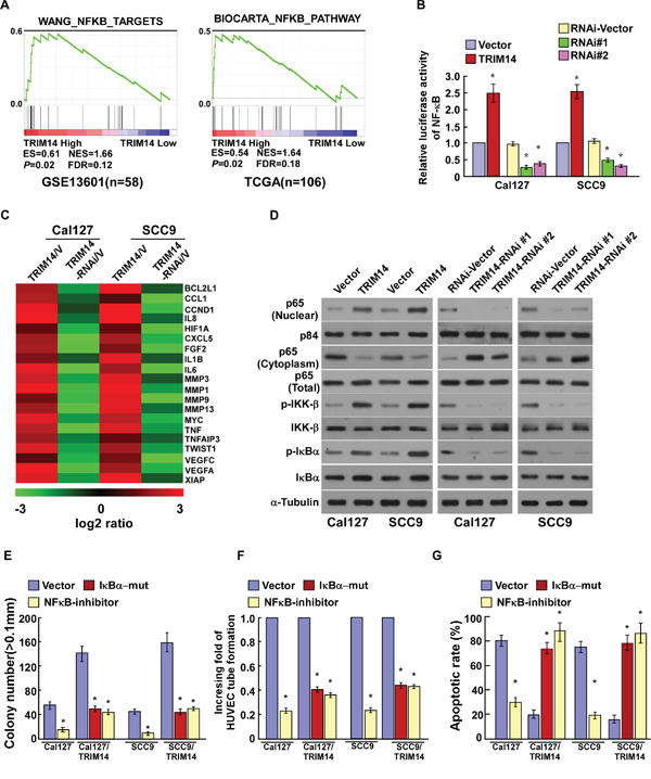 TRIM14 up-regulation activates the NF-&#x03BA;B signaling pathway in TSCC.