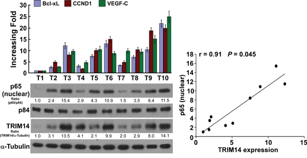 Clinical relevance of TRIM14-induced NF-&#x03BA;B activation in human TSCC.