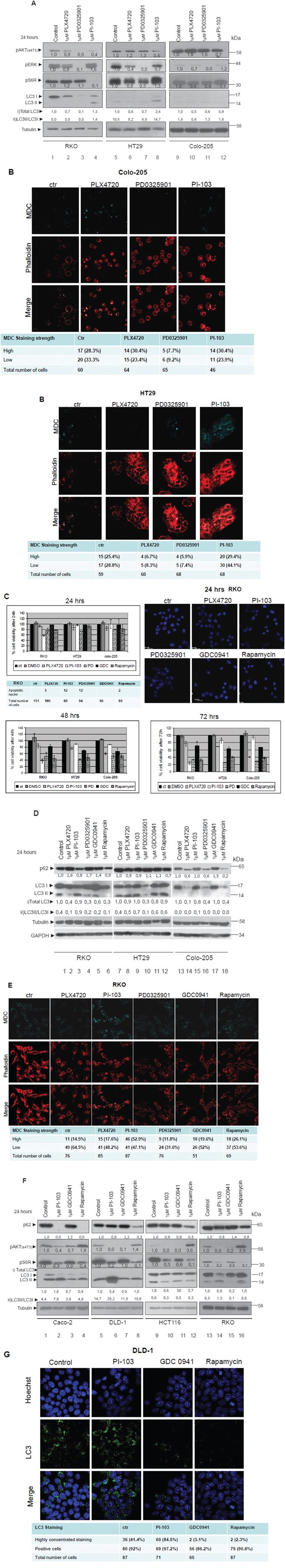 Differential regulation of autophagy by the two signalling pathways MEK/ERK and AKT/MTOR.