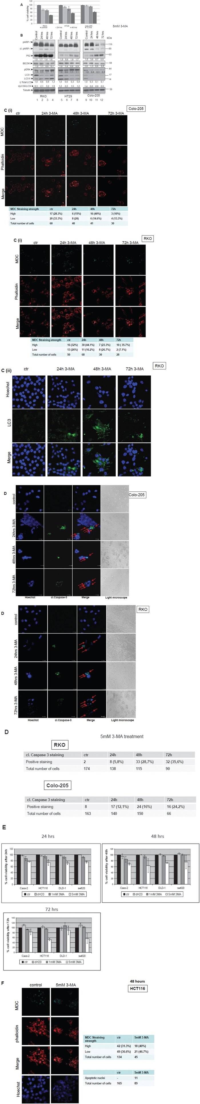 The role of autophagy in therapeutic response after treatment of colorectal cancer cell lines with the autophagic inhibitor 3-MA.