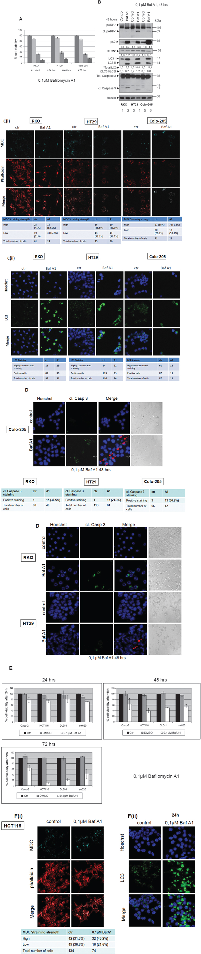 Autophagy inhibitor Bafilomycin A1efficiently sensitizes colorectal adenocarcinoma cells to apoptosis.