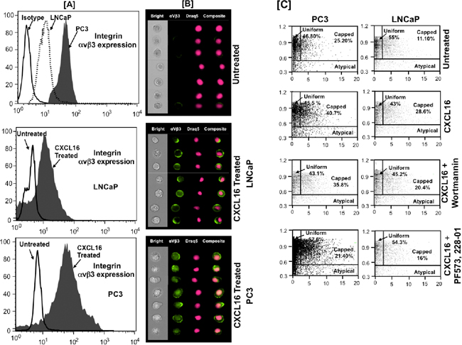 CXCR6-CXCL16 induced &alpha;v&beta;3 integrin clustering in PCa cells.