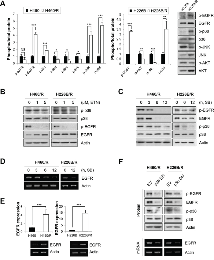 p-p38 MAPK and p-EGFR are up-regulated in PTX resistant cell lines.