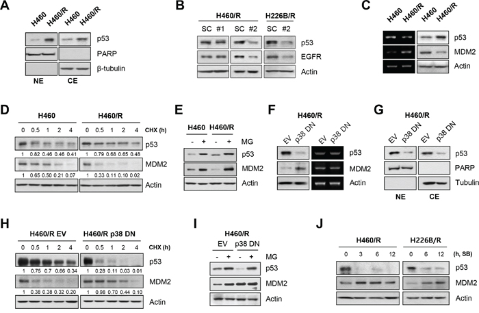 p38 MAPK regulates EGFR expression through the rapid degradation of MDM2 and increase in p53 stability.