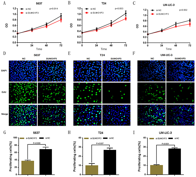 Silencing long noncoding RNA SUMO1P3 inhibited cell proliferation in bladder cancer cells.