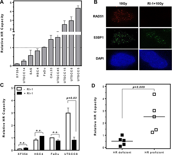 Variation in HR capacity allows discrimination of HR-proficient and HR-deficient HNSCC cell lines.