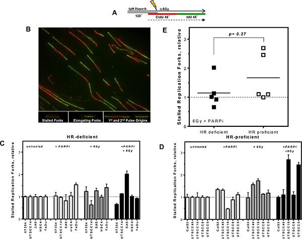 No differences in replication fork stalling after PARPi and irradiation in HR-deficient and HR-proficient HNSCCs.