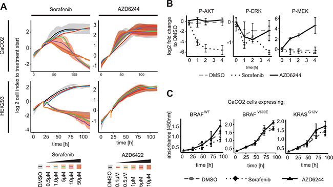 RAF inhibitor induced AKT phosphorylation leads to inhibition of proliferation in KRAS/BRAF wildtype cells.