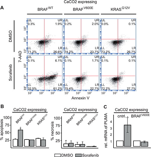RAF inhibitor induced AKT phosphorylation leads to induction of apoptosis in KRAS/BRAF wildtype cells.