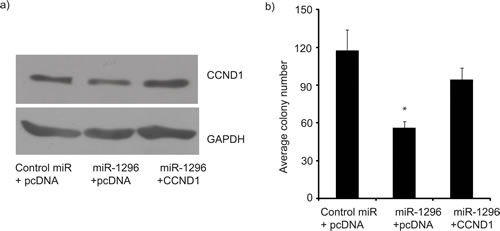 CCND1 overexpression reverses miR-1296 effects.