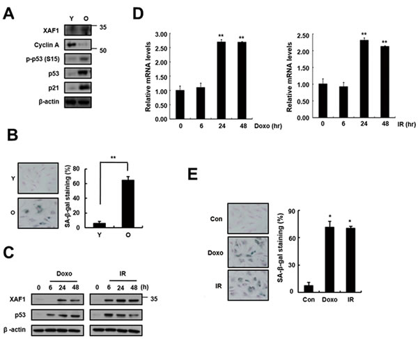 Increase in XAF1 expression in cellular senescence.