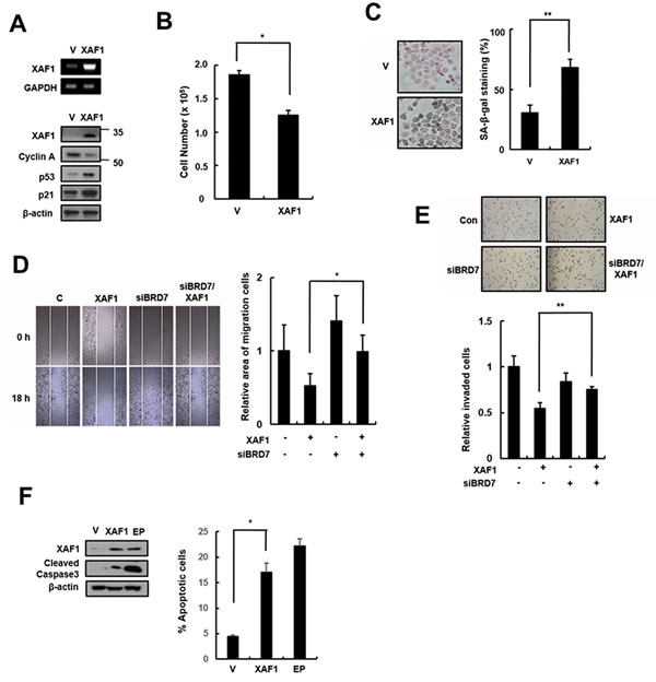 Effects of XAF1 expression in lung cancer cells.