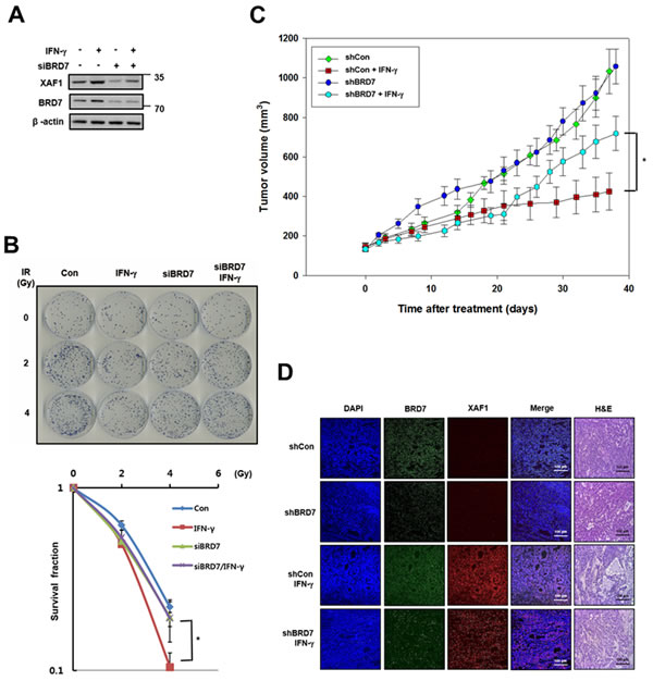 Effects of BRD7-dependent XAF1 expression