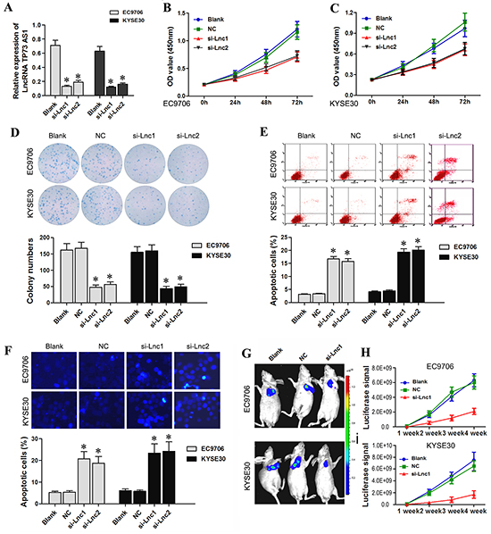 LncRNA TP73-AS1 siRNA inhibits EC cell proliferation and induces apoptosis.