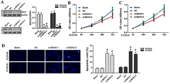 BDH2 knockdown inhibits EC cell proliferation and induces apoptosis.