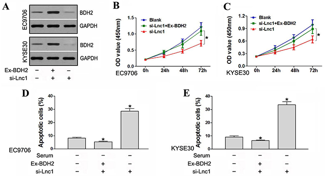 BDH2 overexpression partially rescued cell proliferation and suppressed apoptosis in lncRNA TP73-AS1 downregulated cells.