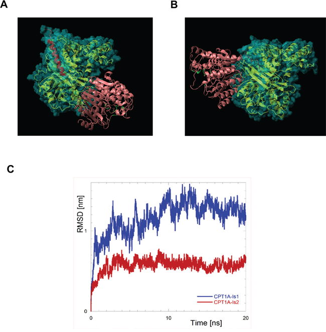 The molecular complex CPT1-Is2/HDAC1 displays an higher stability compared with the other complex formed with CPT1-Is1.