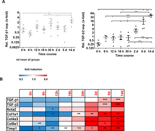 TGF-&beta;1, TGF-&beta;2 and fibrotic marker expression in the bile duct ligation (BDL) model for cholestasis and secondary biliary fibrosis.