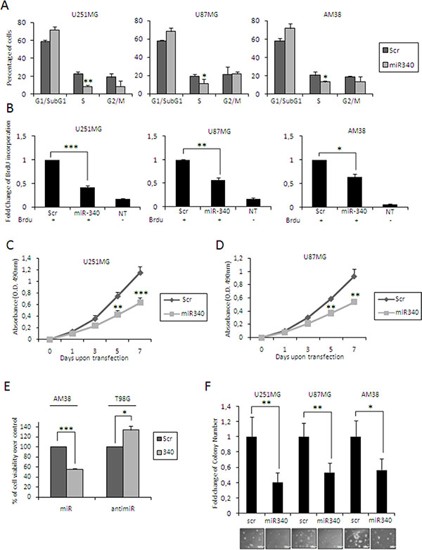 miR-340&rsquo;s effects in glioblastoma cells.