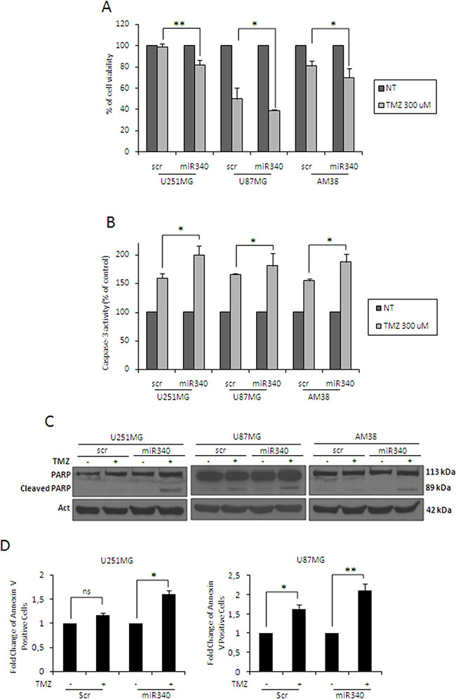 miR-340 increases TMZ sensitivity in glioblastoma cells.