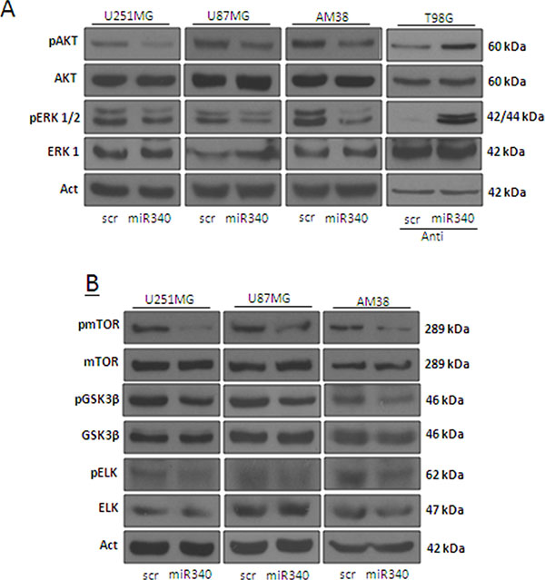 miR-340 overexpression decrease the activation of molecular pathways downstream NRAS.