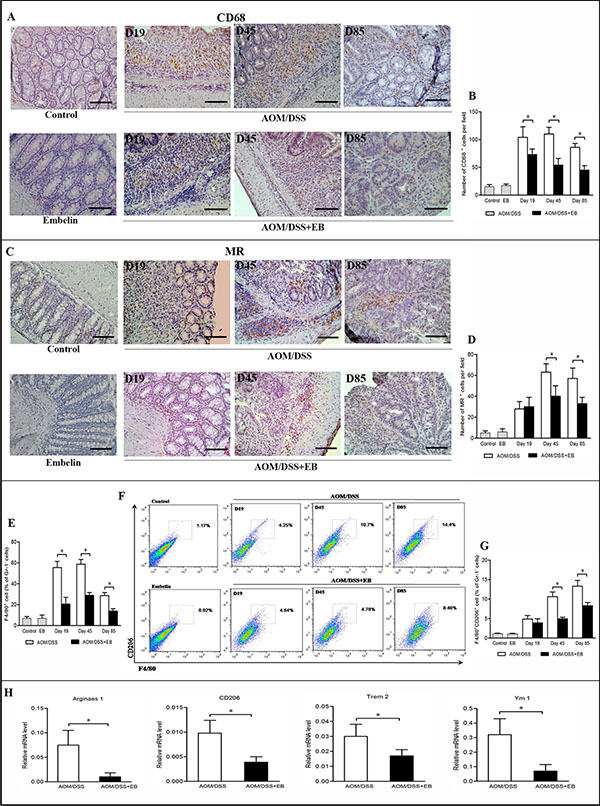 Embelin (EB) altered macrophage population during CAC development.