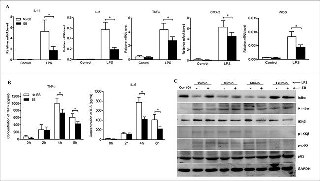 Embelin negatively regulated NF-&#x03BA;B signaling in macrophages.