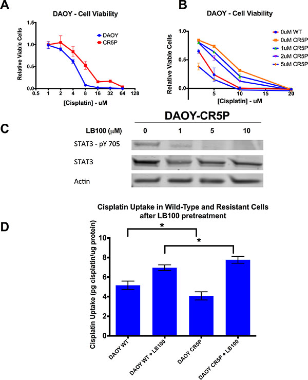 LB100 overcomes in vitro cisplatin resistance, decreases STAT3 activation and increases cisplatin uptake in cisplatin-resistant cells.