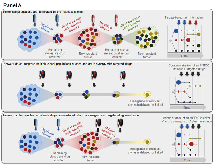 HSP90 inhibitors block the emergence of drug resistance in mouse models of human cancer.