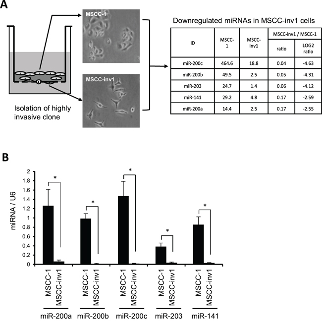 Identification of miR-200 family and miR-203 as candidate genes for suppression of invasion and/or EMT in HNSCC.