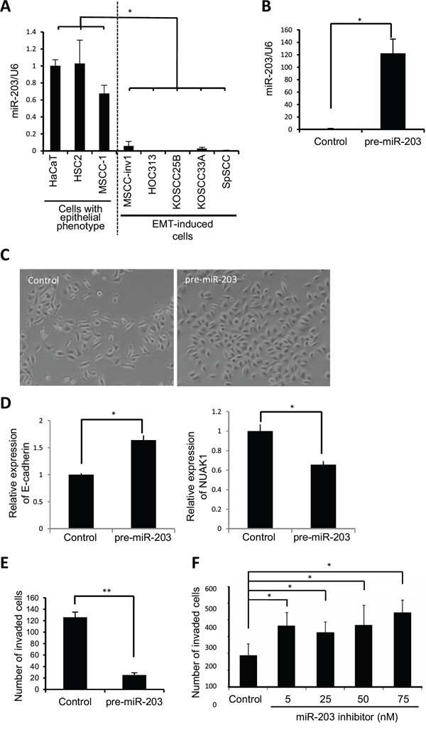 miR-203 suppresses cancerous invasion of HNSCC cells.