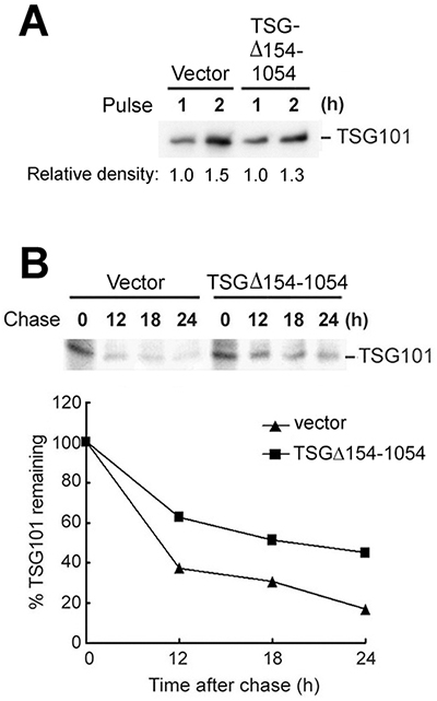 TSG&#x0394;154-1054 perturbs the degradation of TSG101 protein.