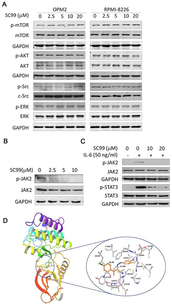 SC99 inhibits JAK2 but not other associated kinases.