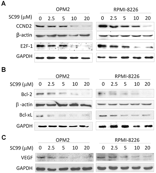 SC99 downregulates STAT3-regulated genes in MM cells.