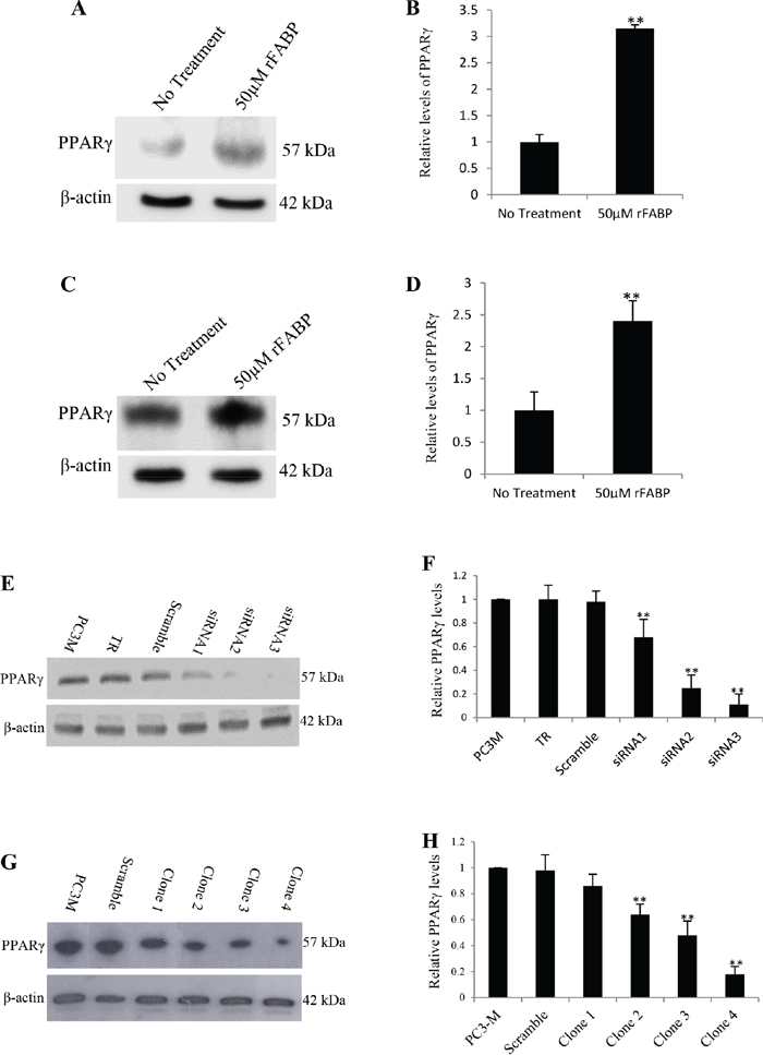 Increased expression of PPAR&#x03B3; by rFABP5 in LNCaP and 22RV1 cells and establishment of colonies expressing reduced level of PPAR&#x03B3; by siRNA in PC3-M cells.