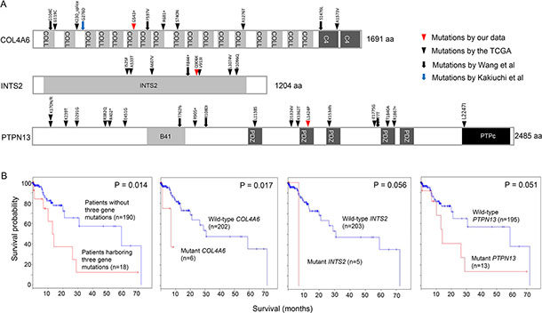 Recurrent mutations in COL4A6, INTS2, and PTPN13.