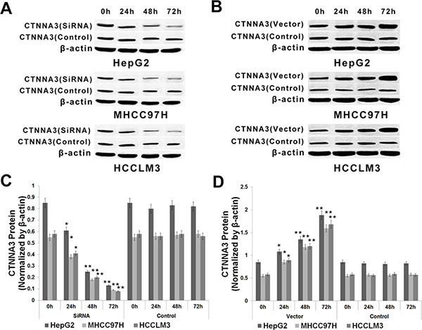 Expression of CTNNA3 in HCC cells transfected with CTNNA3 expression vector, siRNA or inactive controls.