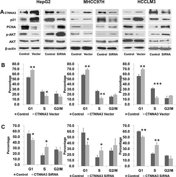 CTNNA3 regulates HCC cell cycle progression.