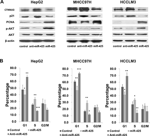 miR-425 regulates HCC cell cycle progression by inhibiting CTNNA3.