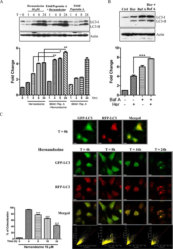 Hernandezine induced autophagic flux in HeLa cancer cells.