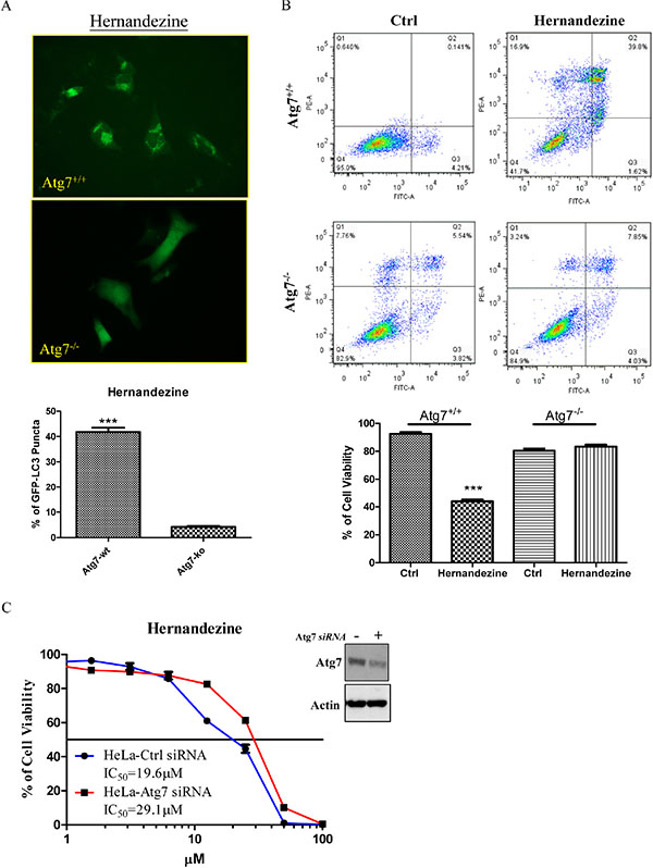 Hernandezine induced autophagy and cell death in Atg7 wild-type and deficient MEFs.