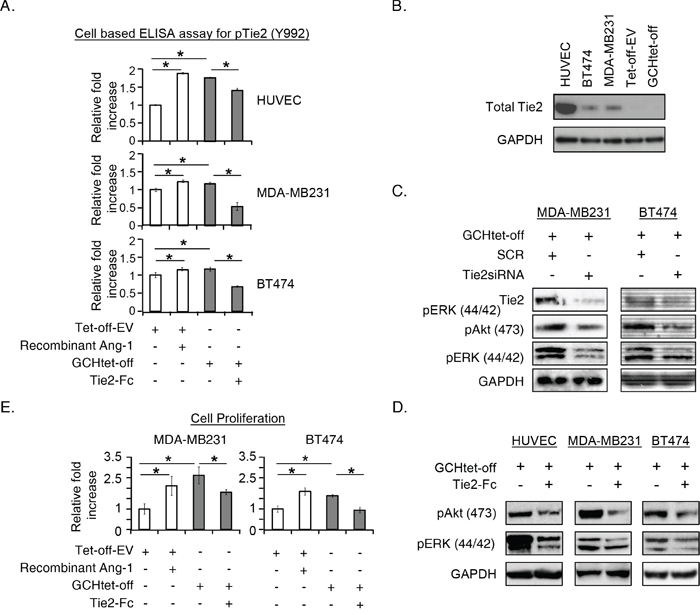 GTPCH-expressing fibroblasts induce Tie2 phosphorylation and activate Akt/ERK downstream pathways, in association with increased breast cancer cell proliferation.