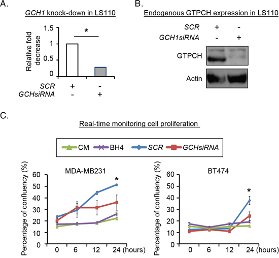 Evaluation of endogenous GTPCH expression in human breast tissue-derived fibroblasts on breast cancer cell proliferation.