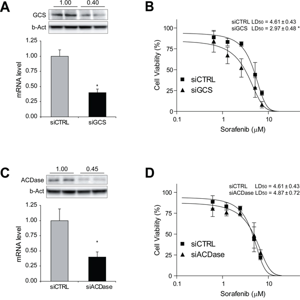 GCS silencing sensitizes hepatoma cells against sorafenib exposure.