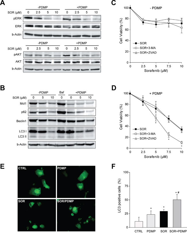 Signaling changes after GCS inhibition in sorafenib treated hepatoma cells.