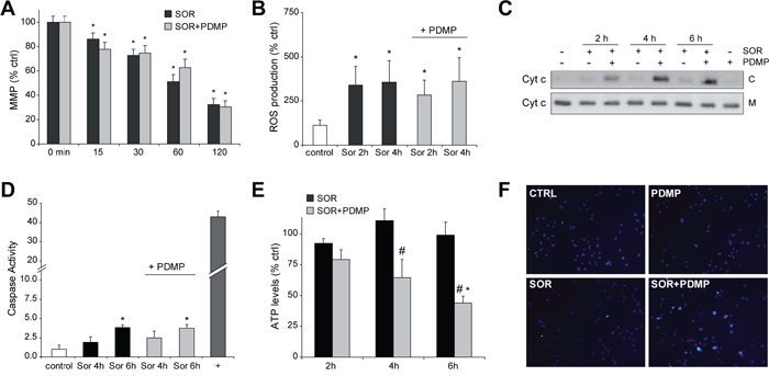 GCS inhibition induces cytochrome c release and ATP depletion to sorafenib-treated hepatoma cells.