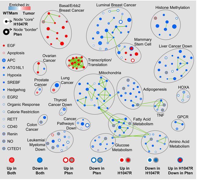 Gene Set Enrichment Analysis (GSEA) map of Pten